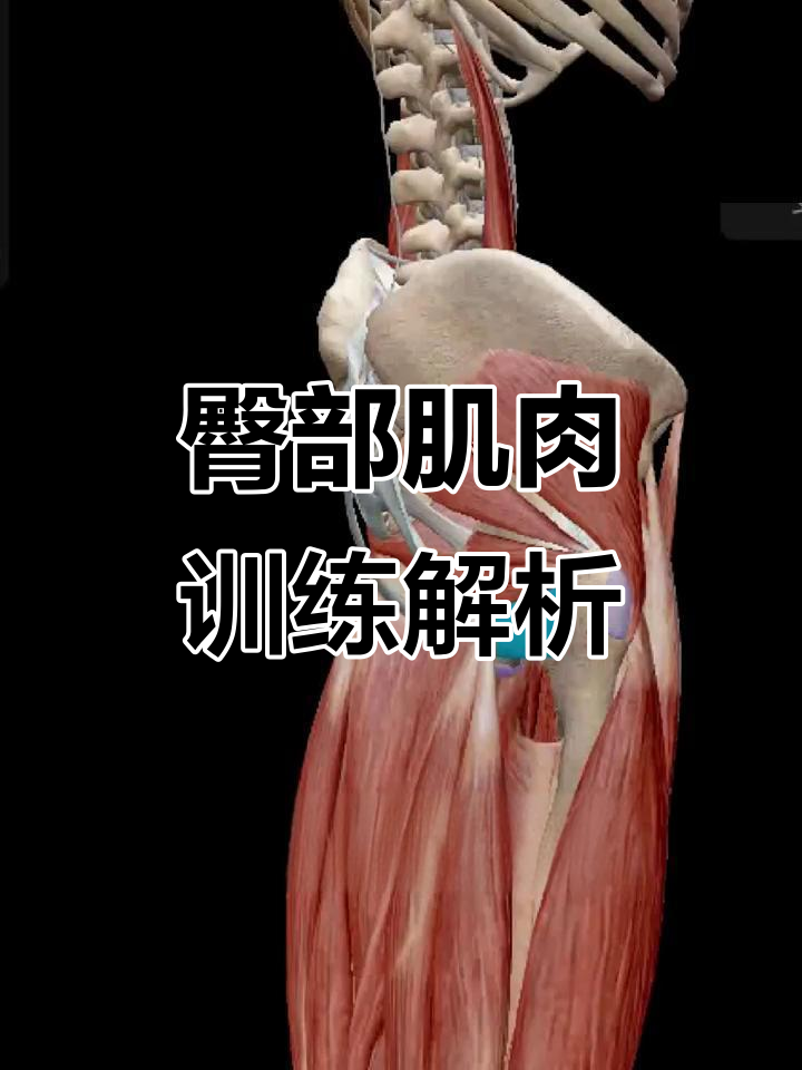 了解臀部肌肉结构,锻炼这些部位更有效