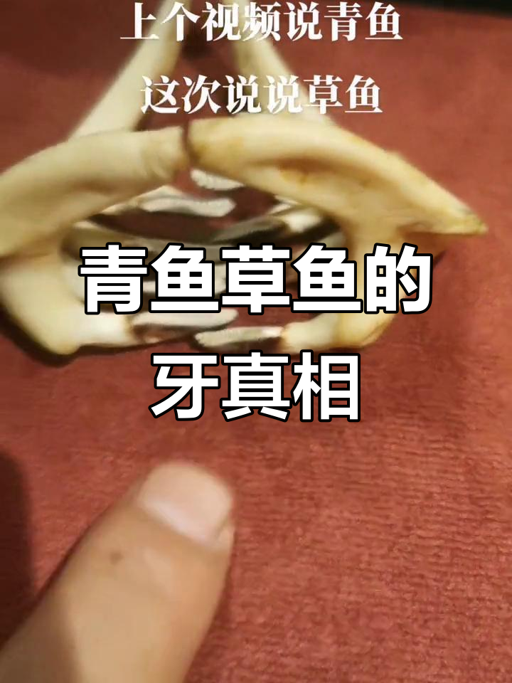 草鱼牙齿揭秘:原来是这样割断食物的