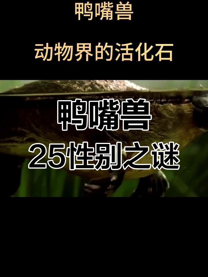 鸭嘴兽:拥有25种性别的活化石,进化论的“反叛者”