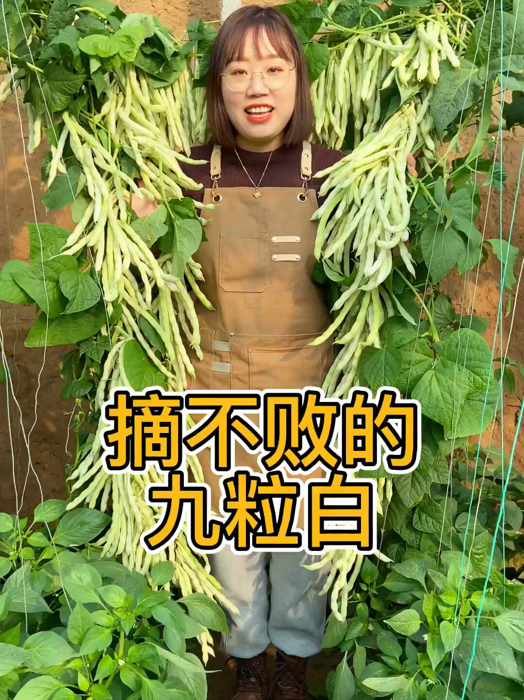 摘不败的九粒白芸豆,又叫白不老