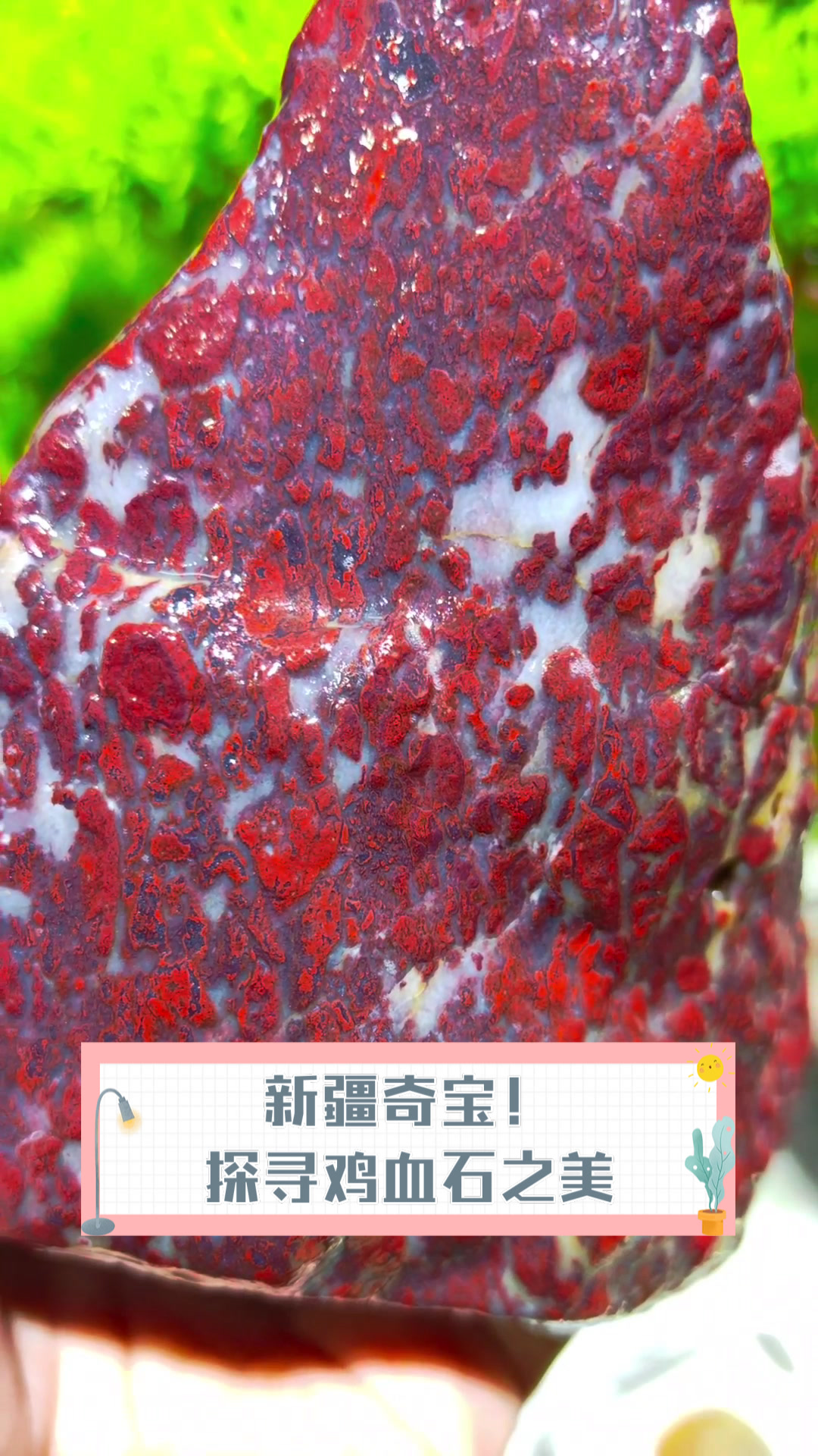 新疆奇宝！探寻鸡血石之美