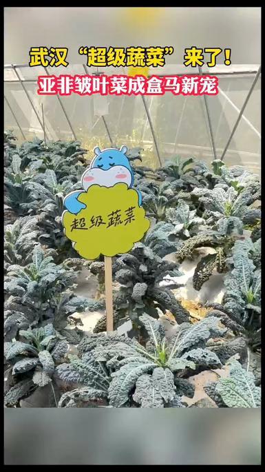 武汉“超级蔬菜”来了!亚非皱叶菜成盒马新宠