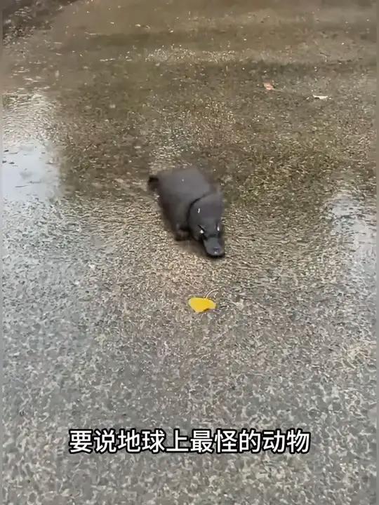 我不敢想象鸭嘴兽是真的，看完怀疑人生