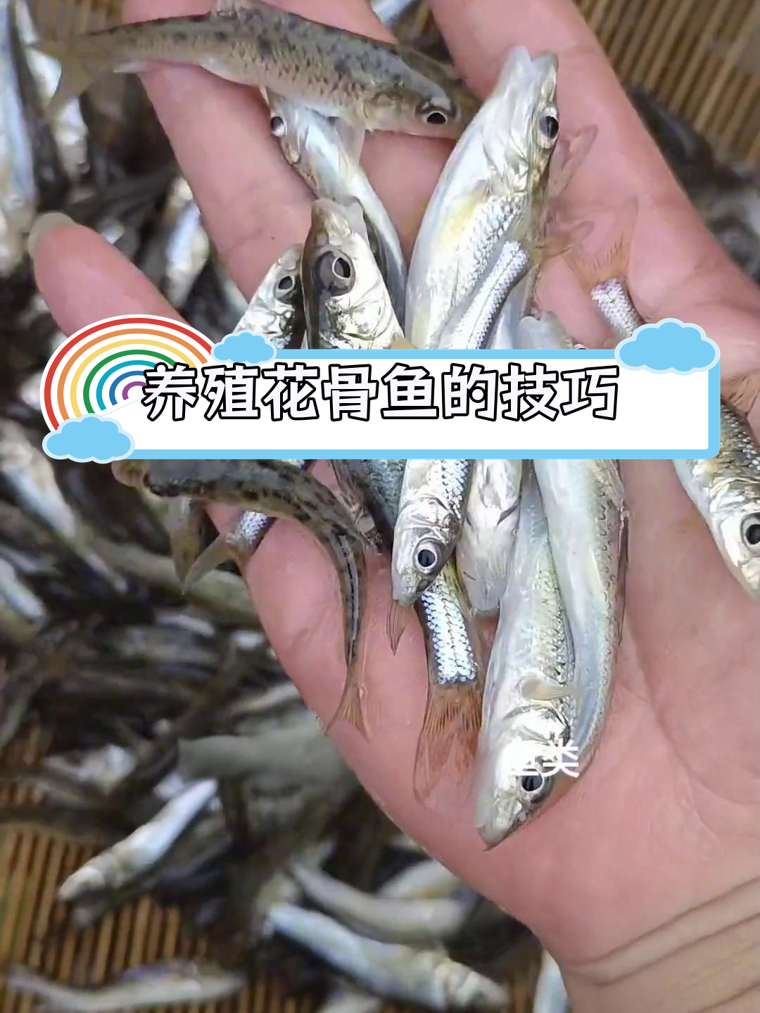 花骨鱼:适应性强,肉质鲜美的小型鱼类