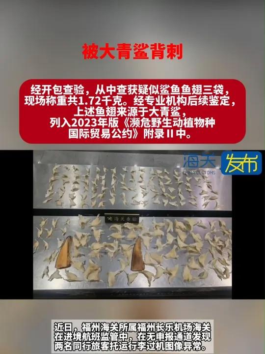 被大青鲨背刺