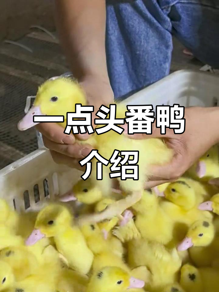 一点头番鸭:可爱宠物,不能下蛋的独特品种