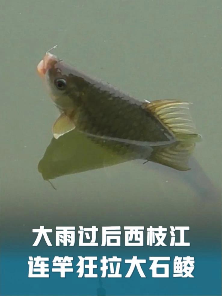 龟久了总会爆护,大雨过后西枝江走水位钓跑铅,狂拉大石鲮 钓鱼的乐趣只有钓鱼人懂 野外垂钓 