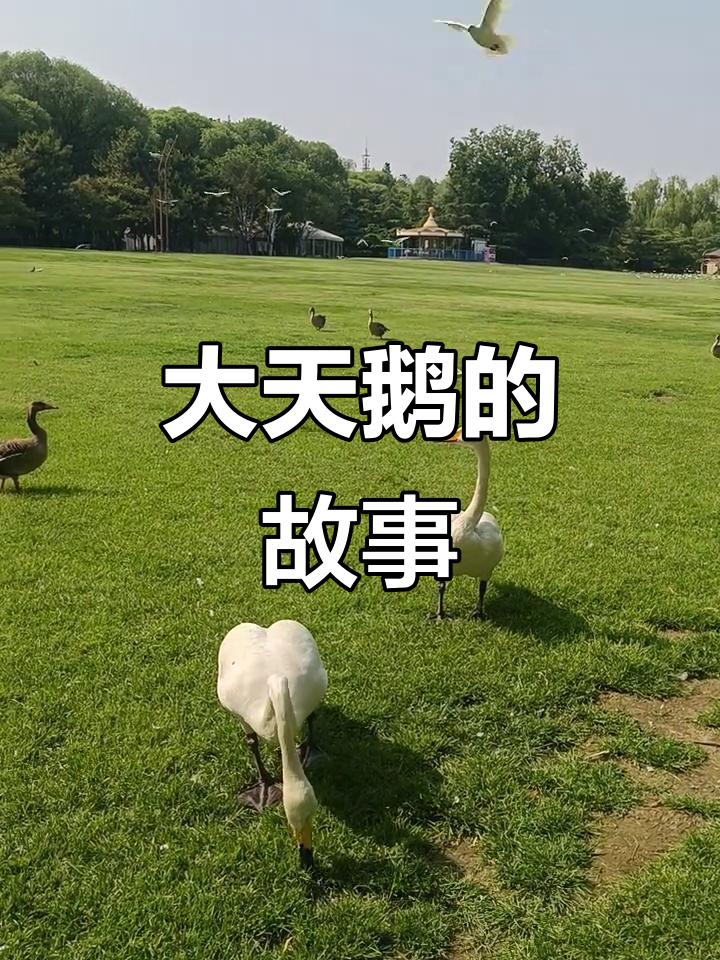 紫玉公园大天鹅与大雁的奇妙故事