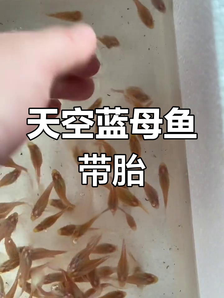 发现怀孕孔雀鱼,怎么办?