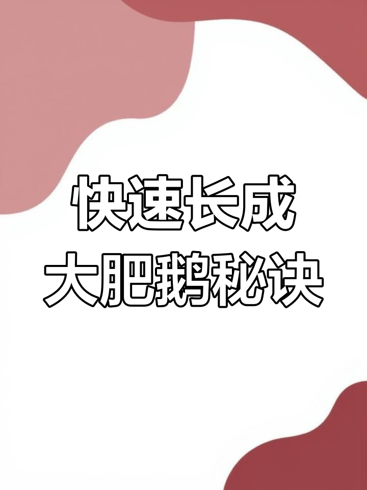 用玉米豆粕养大肥鹅,一个月轻松搞定