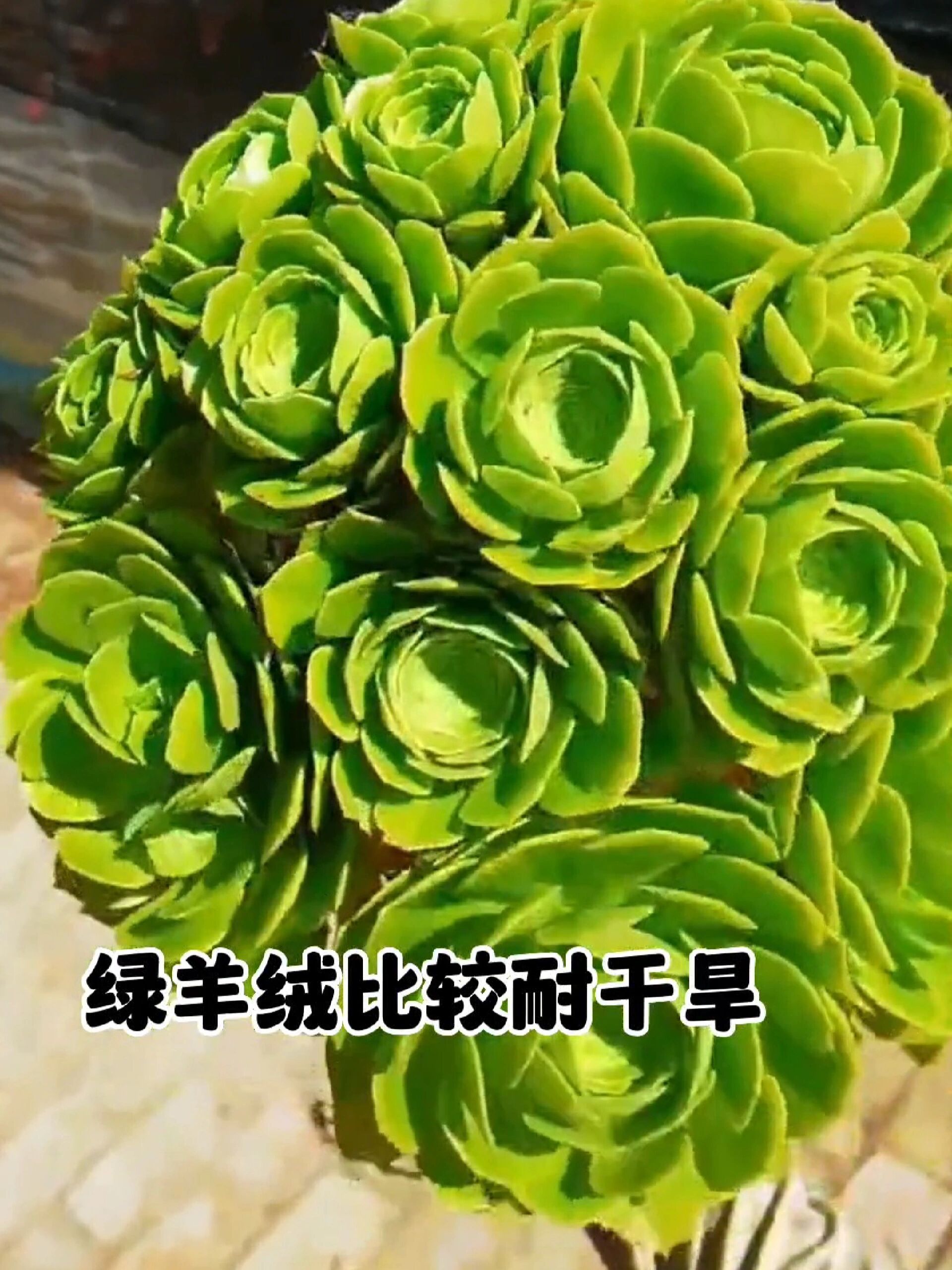 多肉绿羊绒法师的养护 多肉种植基地 一花