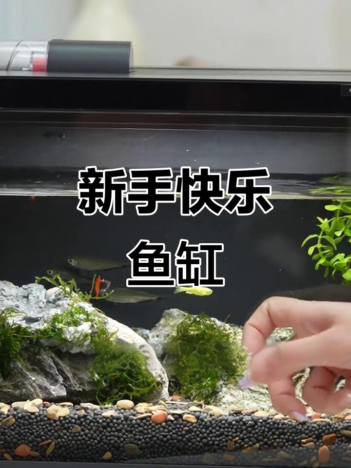 小米新手鱼缸，超白玻璃+智能过滤，养鱼更轻松