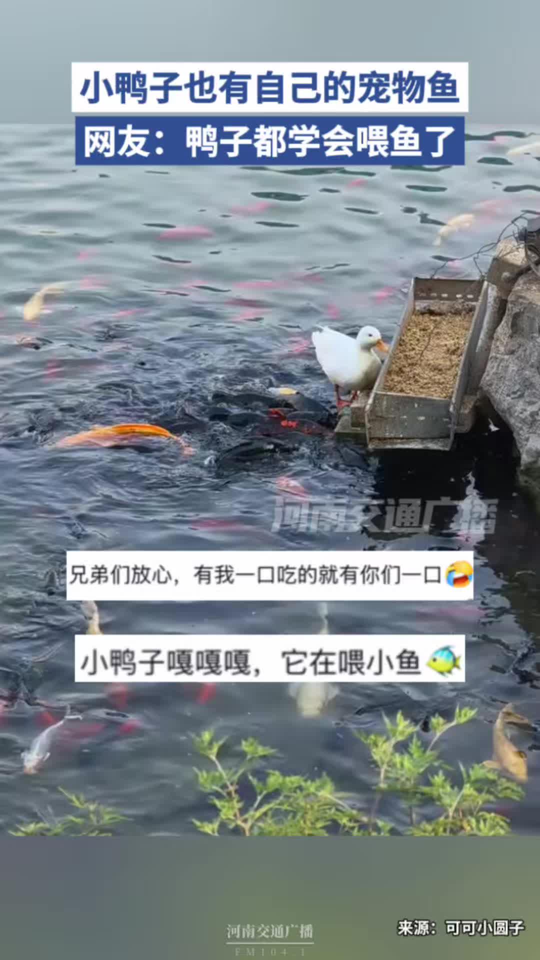 小鸭子也有自己的宠物鱼,网友:鸭子都学会喂鱼了