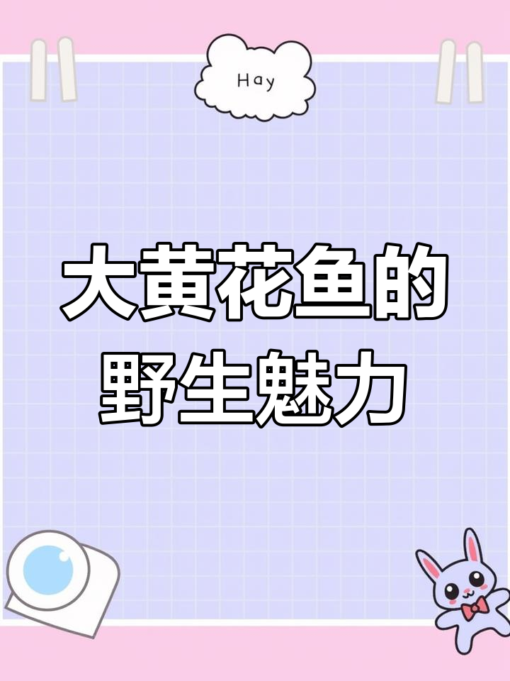 深海大黄花鱼,纯净无污染,野性美味尽显