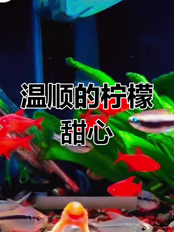 甜心柠檬鱼:温和群居,杂食性强