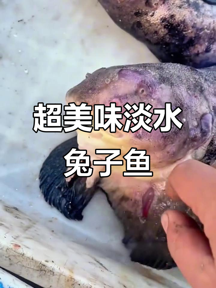 钓到这种兔子鱼，肉质鲜美又无盐分