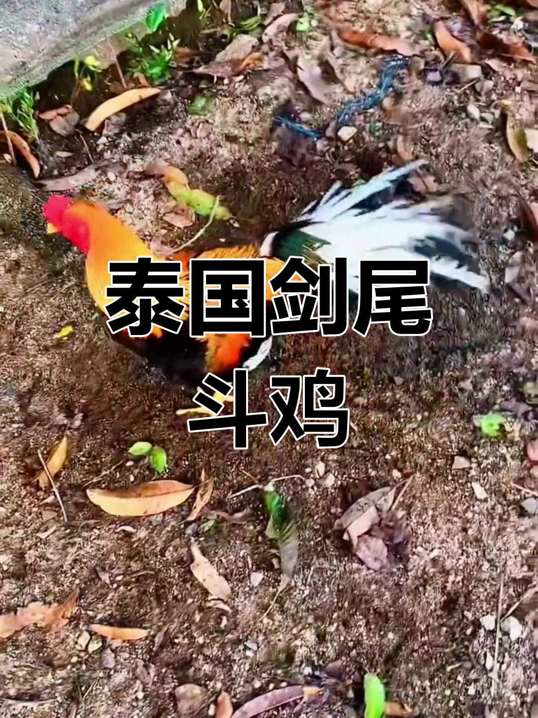 泰国剑尾斗鸡:公鸡中的战斗机,利润丰厚!