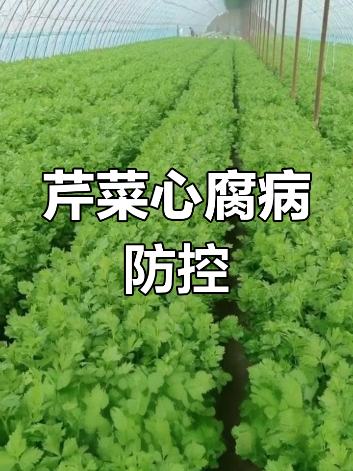 芹菜心腐病防治技巧:从缺硼缺钙到叶面补充