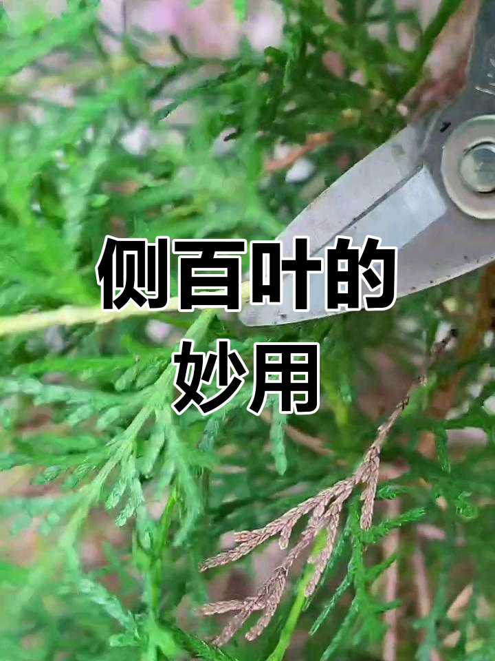 农村常见侧柏叶,竟是熏腊肉的秘密武器