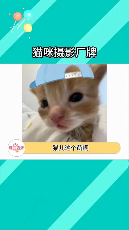 猫咪摄影厂牌 真是没招,到底谁能拒绝这个拟人化小猫咪啊!猫咪可爱到爆炸