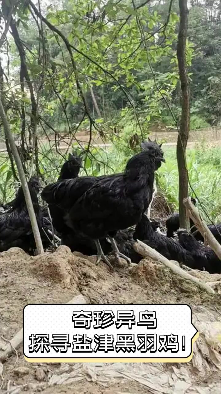 奇珍异鸟,探寻盐津黑羽鸡!