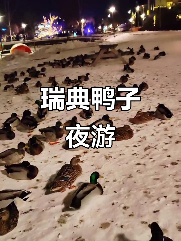 瑞典野鸭自由生活,夜晚火车站旁的悠闲时光