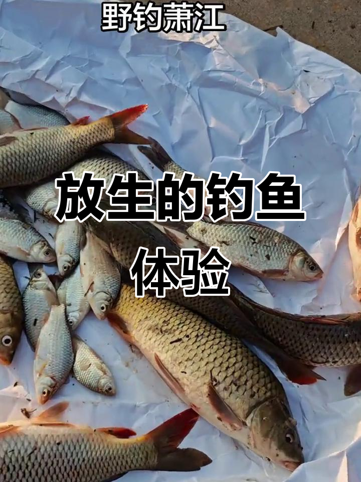 野钓放松,鲫鱼小鱼都放生