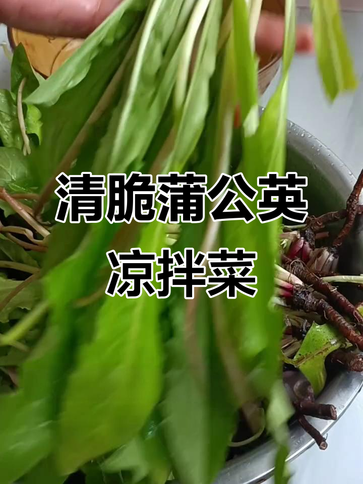 凉拌蒲公英,清热解毒又爽口
