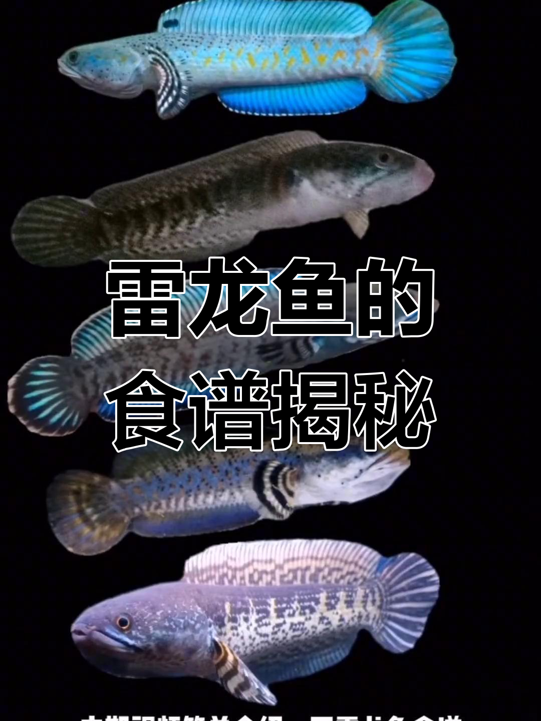 雷龙鱼吃什么?这些食物能满足它的需求