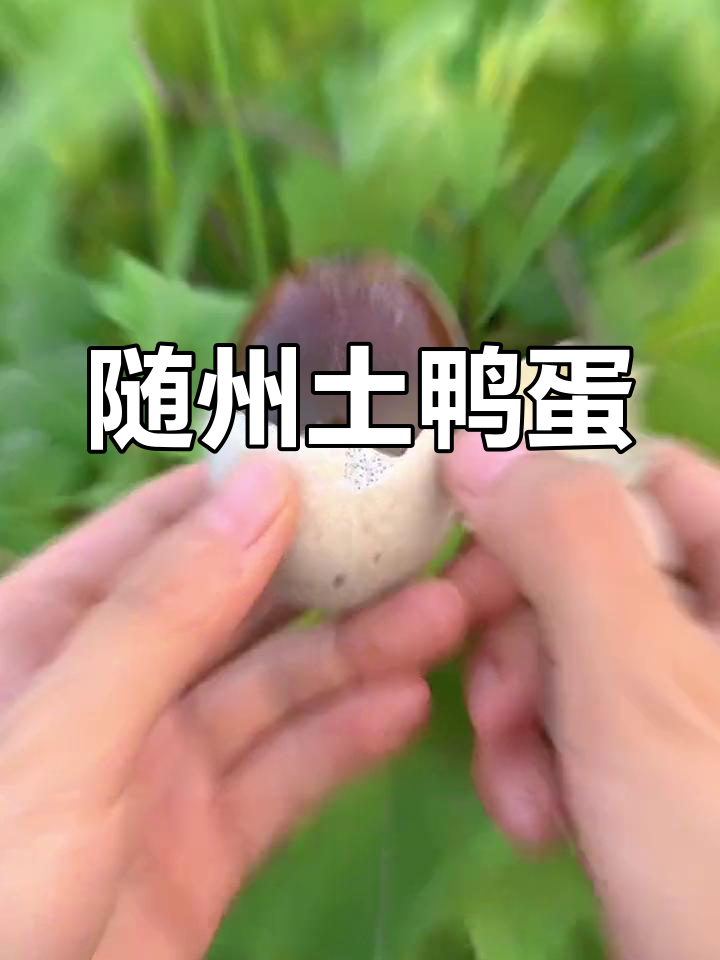 湖北特色皮蛋,糖心松花鸭蛋腌制