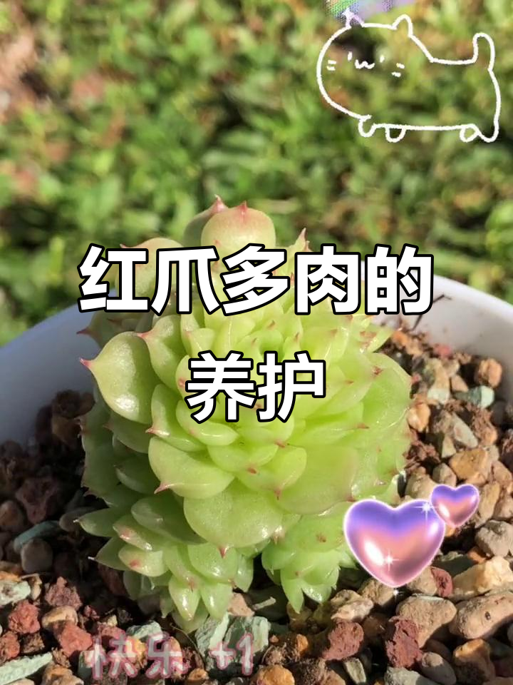 内凹油皮红爪多肉，养护技巧大揭秘