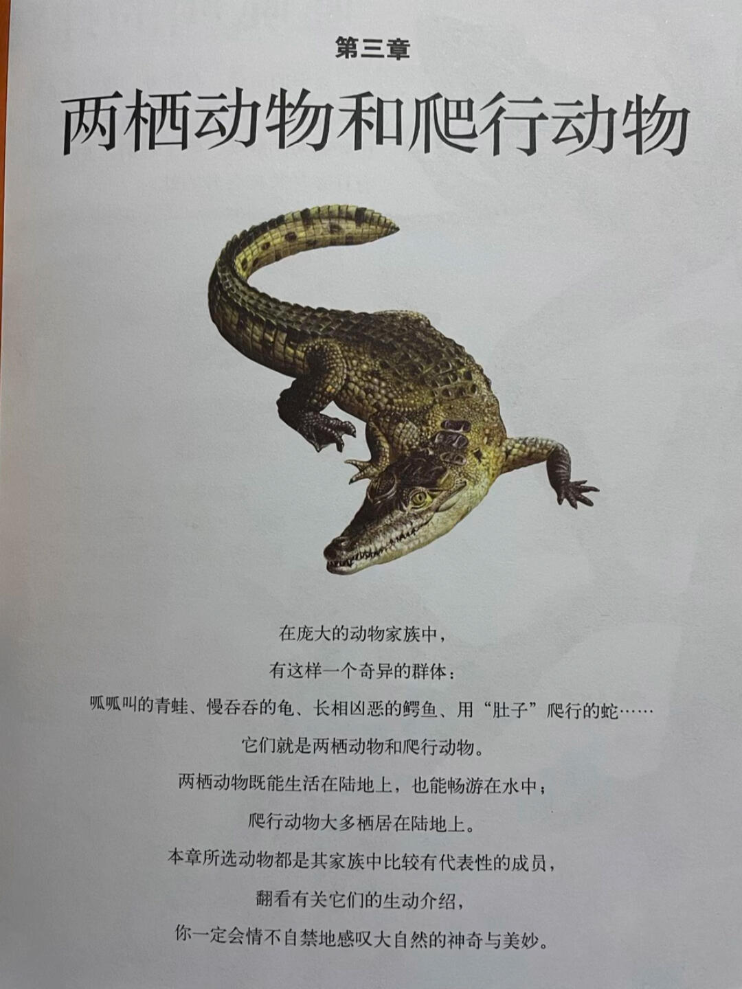 科普:两栖动物和爬行动物～龟鳖鳄鱼蜥蜴