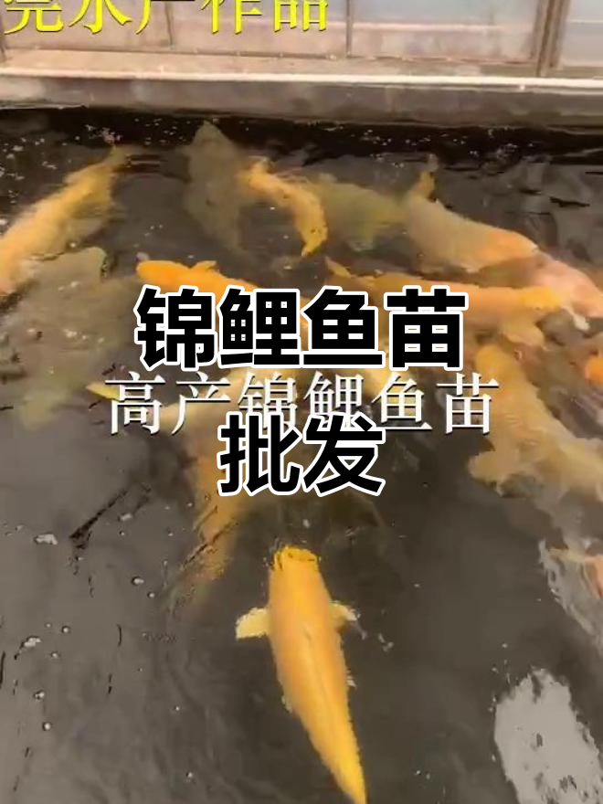 优质锦鲤鱼苗,批发供应,深圳惠州多地可选