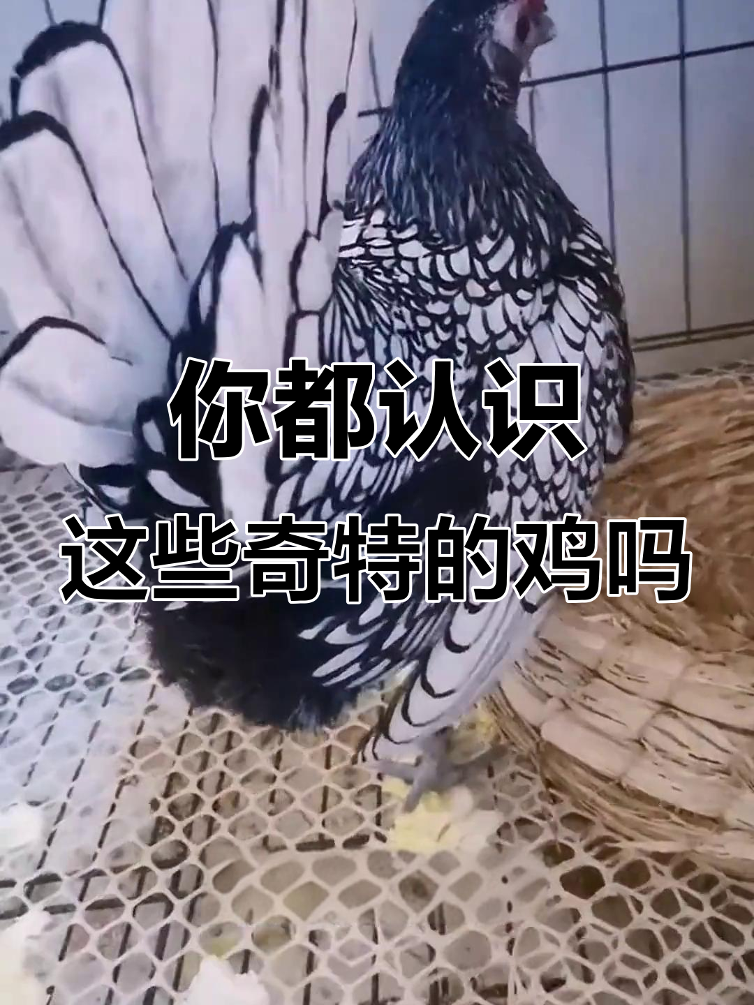 8种奇特鸡品种大揭秘，看看你见过几种？