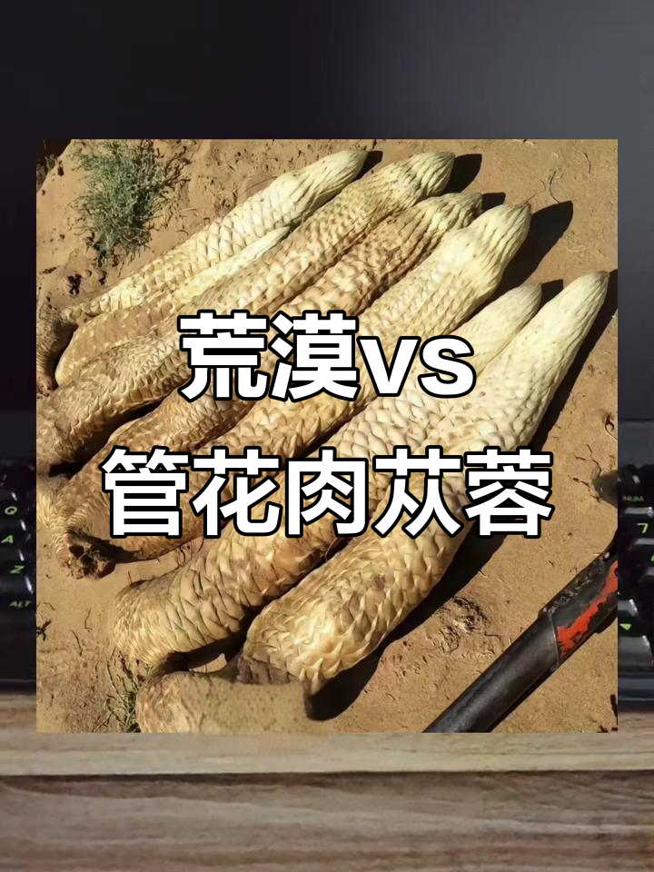 荒漠肉苁蓉与管花肉苁蓉的区别,你了解吗?