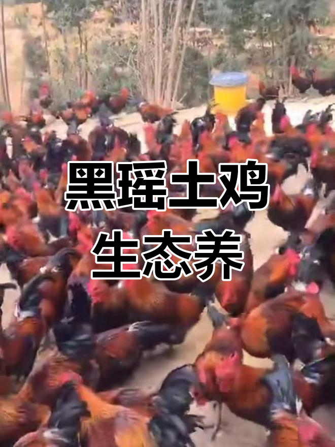 永超禽苗:纯种黑瑶土鸡,生态养殖助力三农