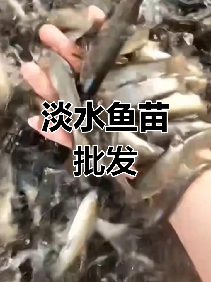 花鲢、草鱼等淡水鱼苗批发,供应充足