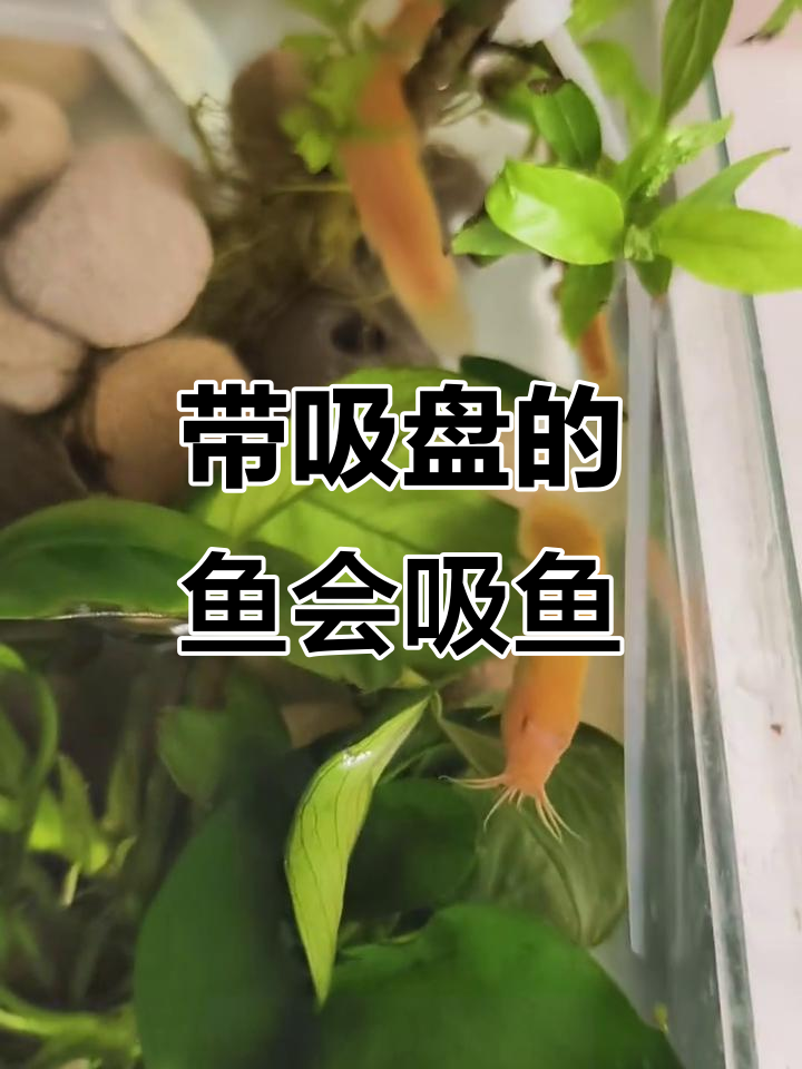 黄金泥鳅吸鱼,带吸盘的工具鱼都危险