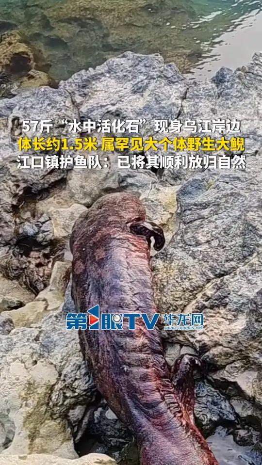 12月17日（报道时间），重庆。57斤“水中活化石”现身乌江岸边，体长约1.5米，属罕见大