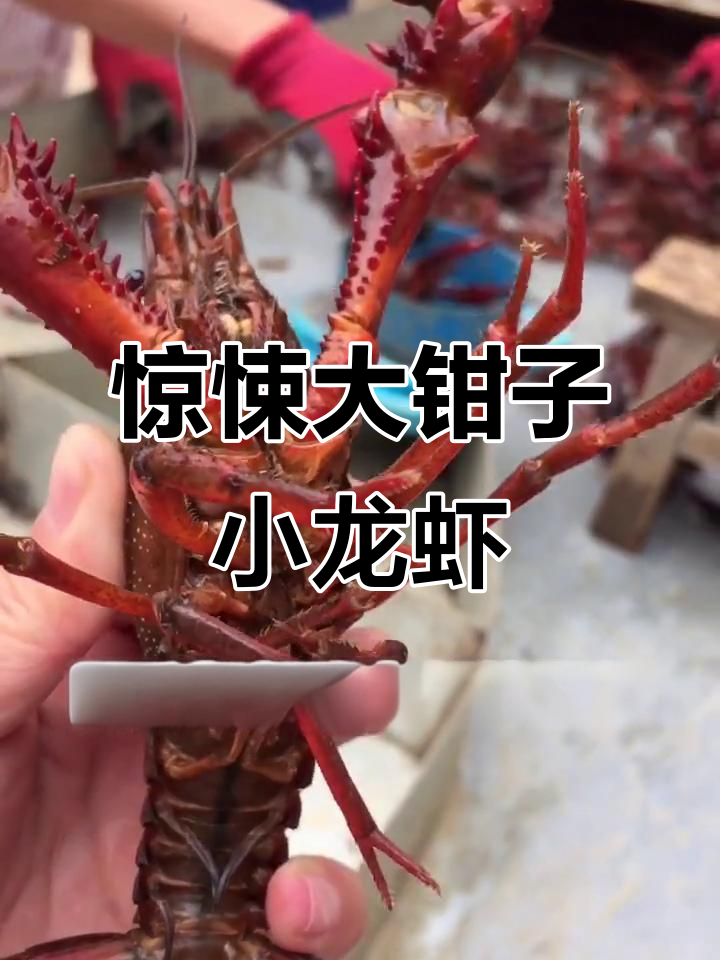 这只大钳子太吓人了,小龙虾养殖经验分享