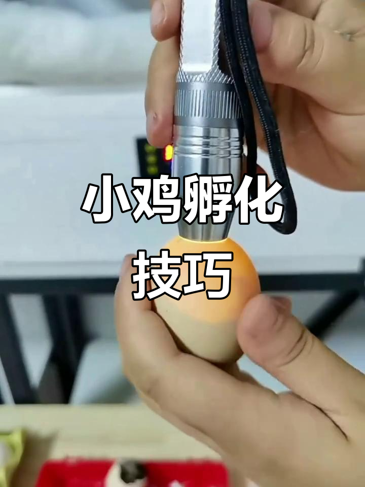 孵化小鸡时,找准嘴巴位置很关键,开口与否视情况而定