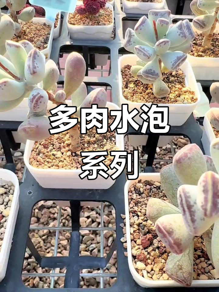 每天四颗泡泡,少女心多肉植物大赏!