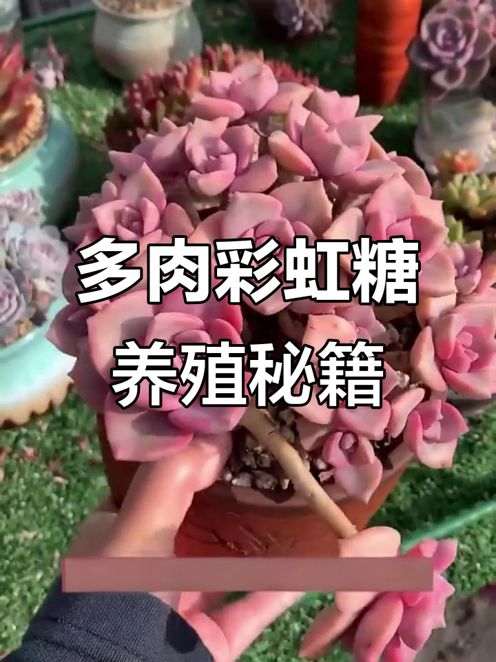 彩虹糖多肉养护全攻略，轻松掌握这些技巧