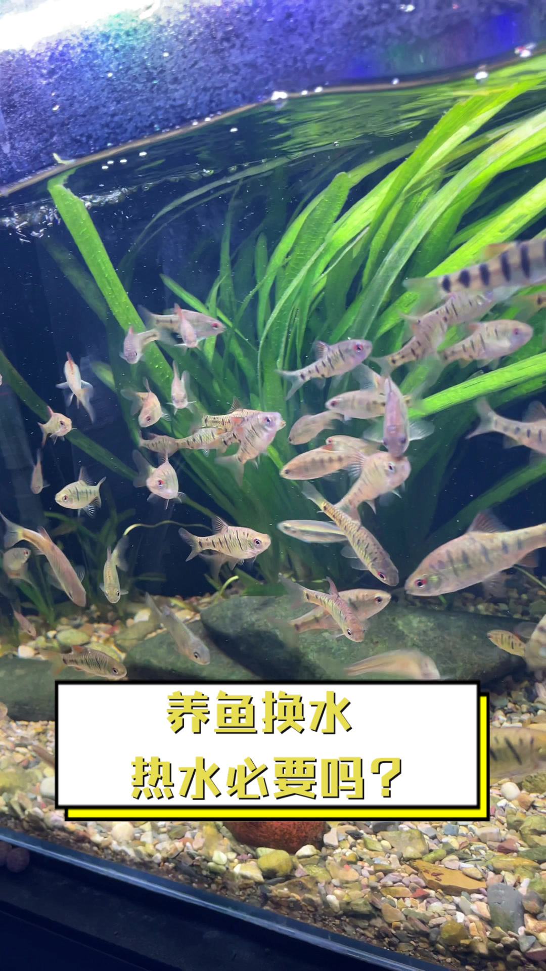 养鱼换水,热水必要吗?