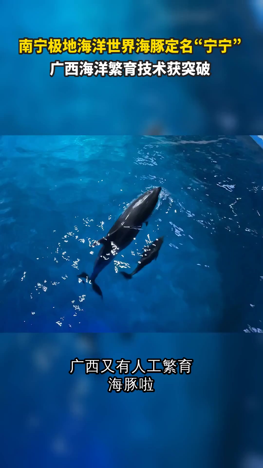 南宁极地海洋世界海豚定名“宁宁” 广西海洋繁育技术获突破