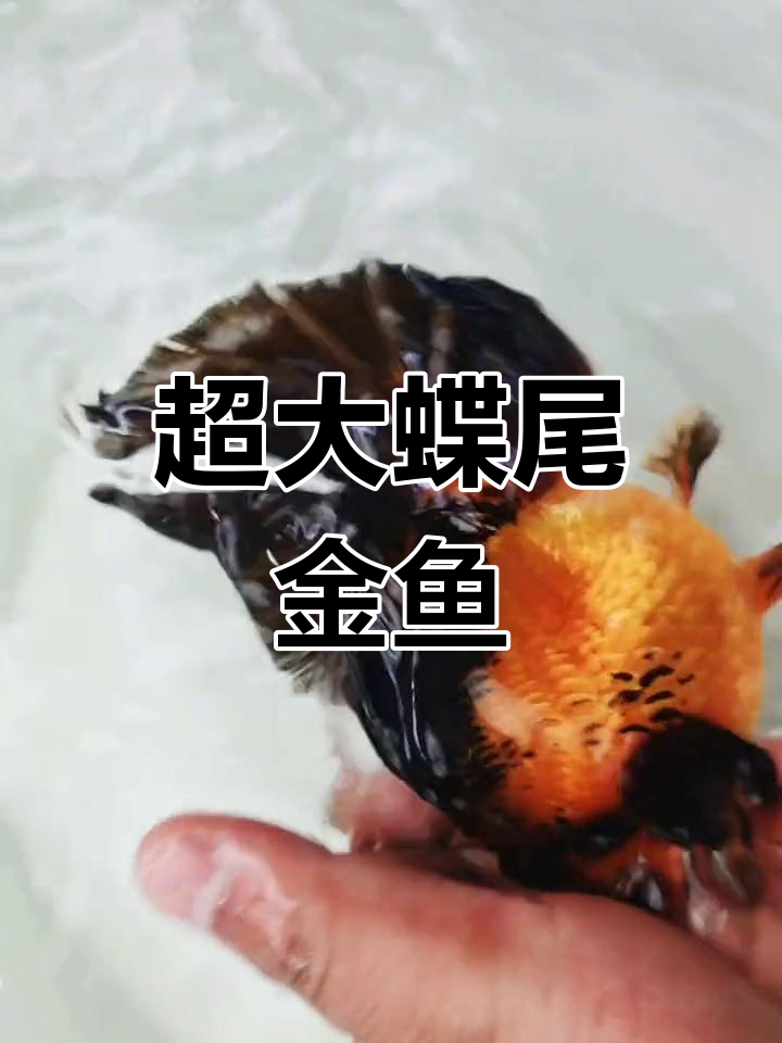 你见过这么大的蝶尾金鱼吗?