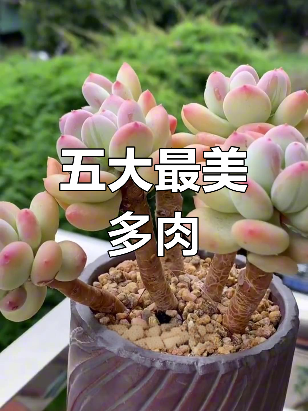 五种高颜值美人系多肉,你最喜欢哪一款?