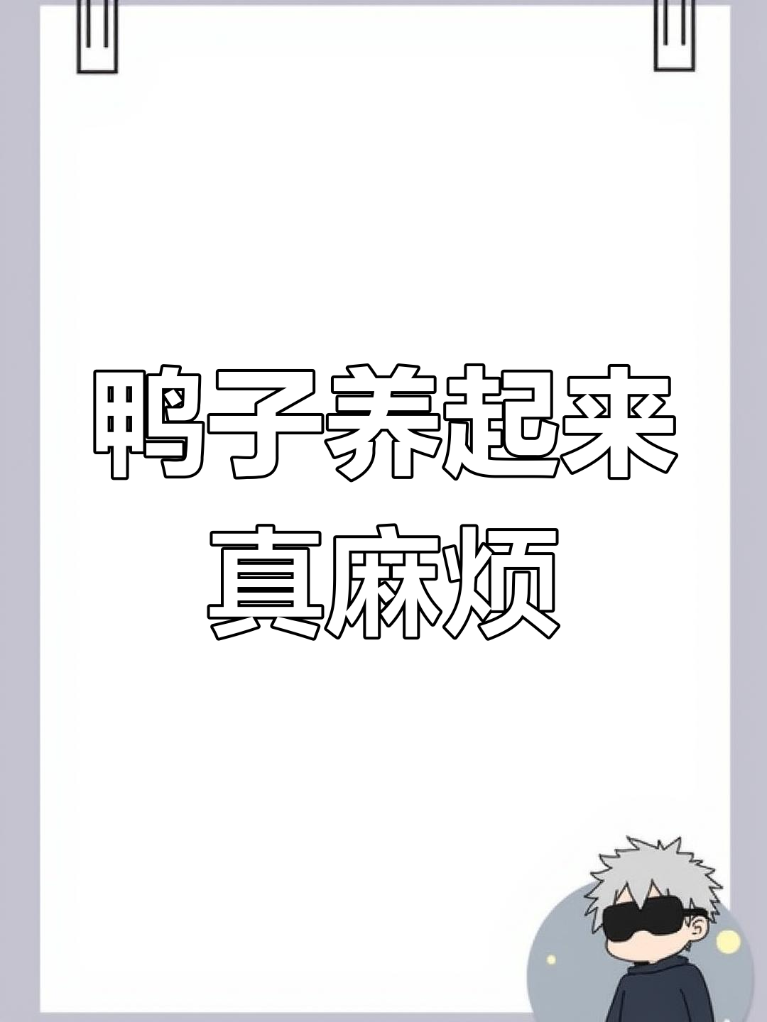 养鸭子的真实体验:不耐心打理,家里味道堪忧
