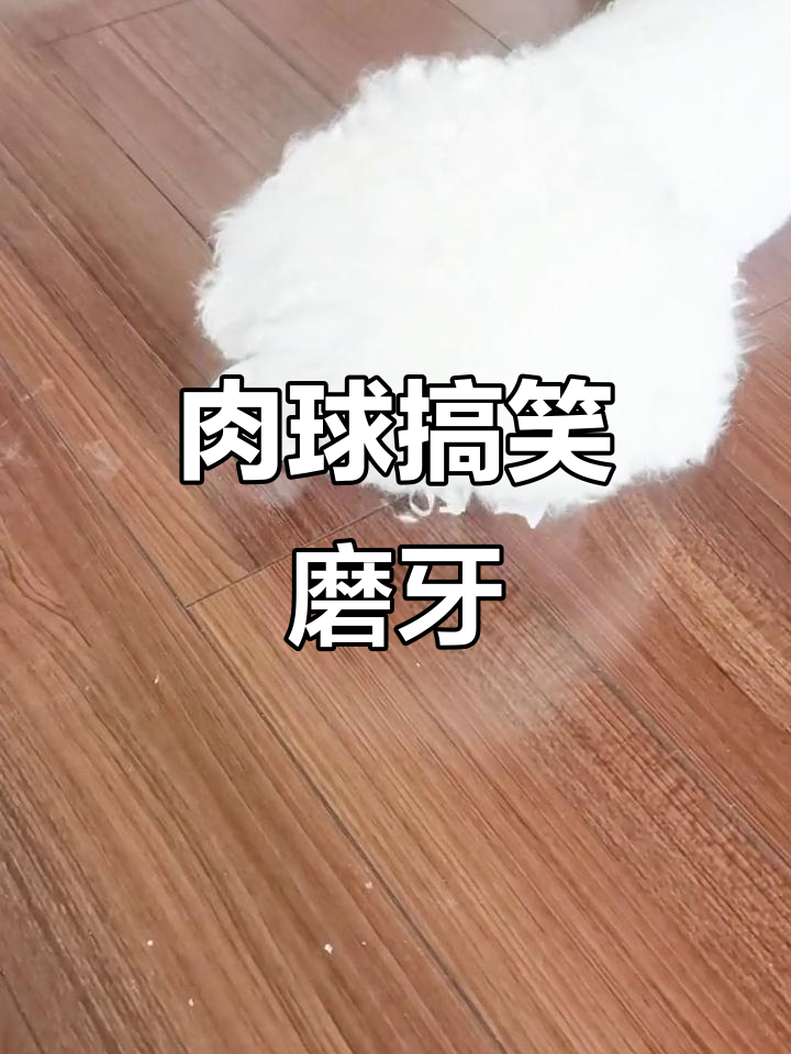 小狗肉球笑得太可爱,萌宠日常超有趣