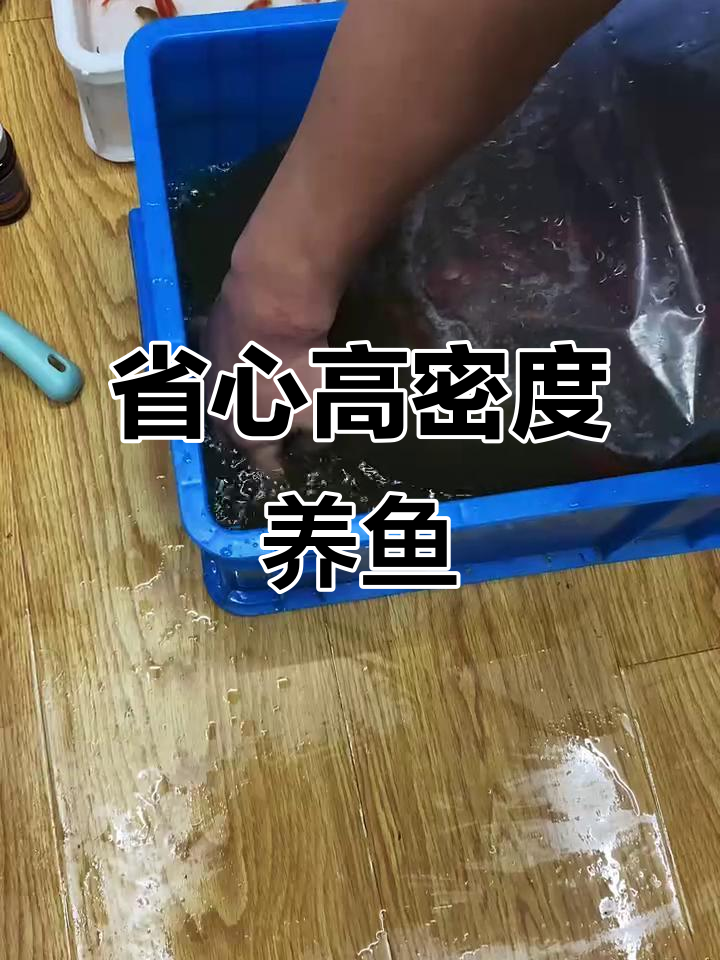 高密度养鱼轻松搞定,玉鲭鱼的超强适应力
